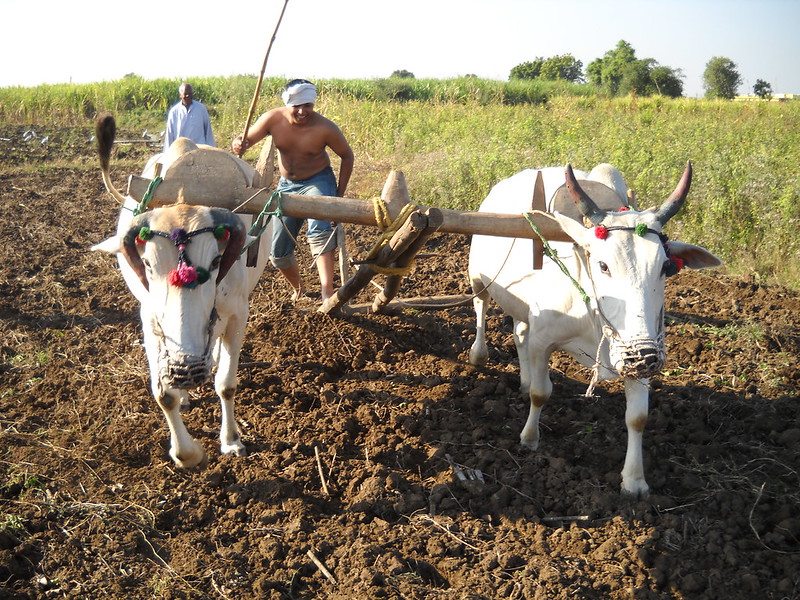 Memories of Farming: The Bullock and The Field – Year 2009