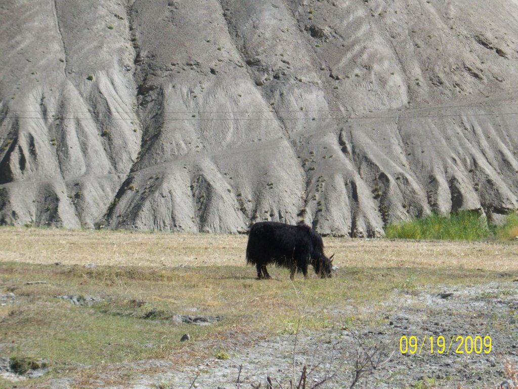 AskDushyant yak farm at bodhkharboo road trip to kargil valley 2009