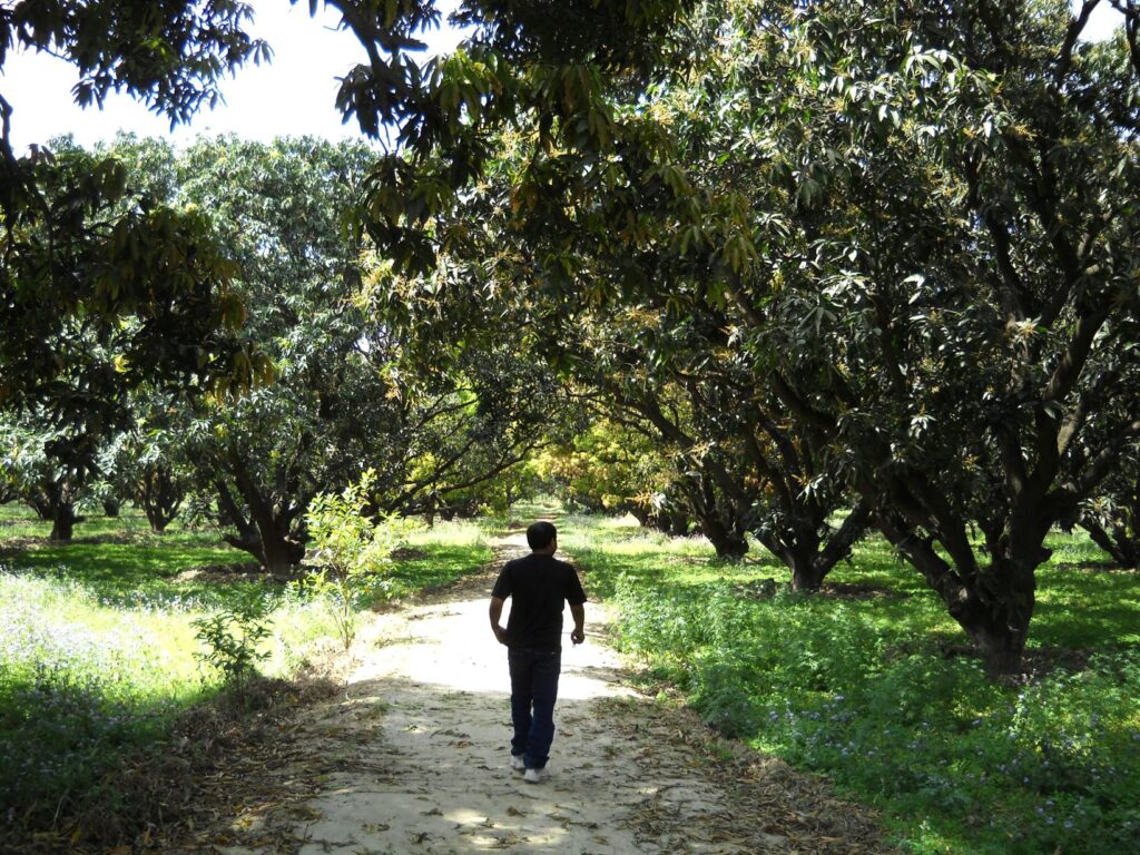 AskDushyant aam bagan mango garden a memorable trip to nainital ranikhet n nepal Year 2011 2