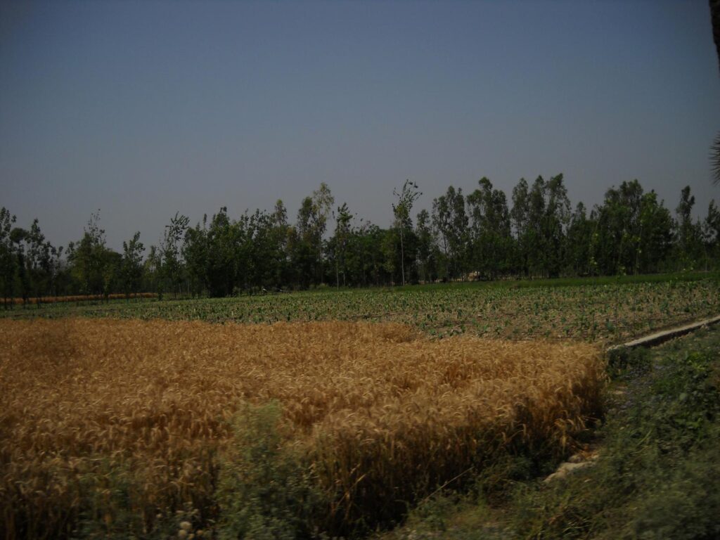 AskDushyant another good view of farmland a memorable trip to nainital ranikhet n nepal Year 2011 1