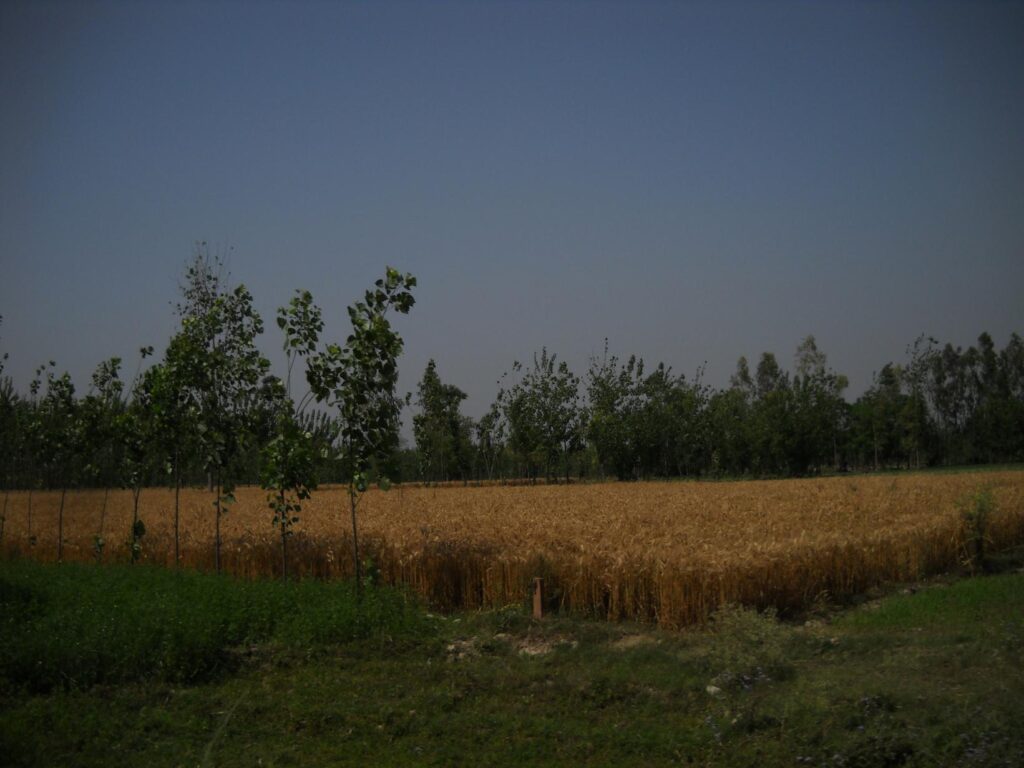 AskDushyant another good view of farmland a memorable trip to nainital ranikhet n nepal Year 2011