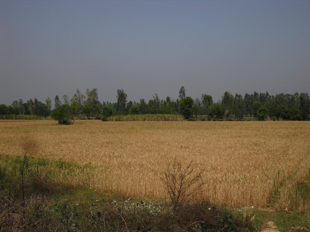 AskDushyant ripe wheet farmland hope we see harvesting while we return a memorable trip to nainital ranikhet n nepal Year 2011