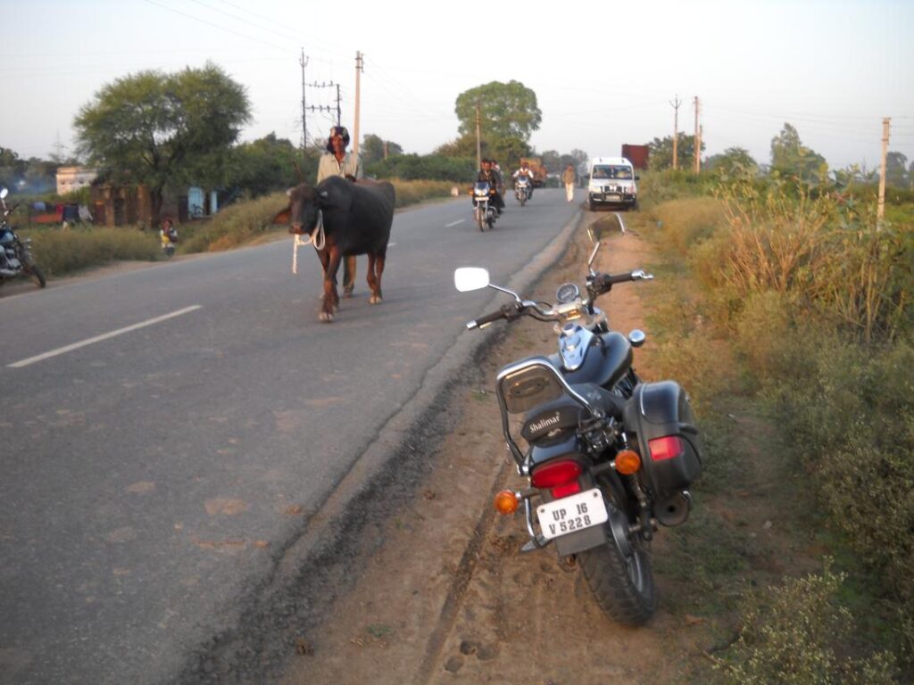 AskDushyant even cattles had rights to be at highway sarni to mohad kareli bike trip to meet relatives year 2009 sarni to mohad bike ride memoir