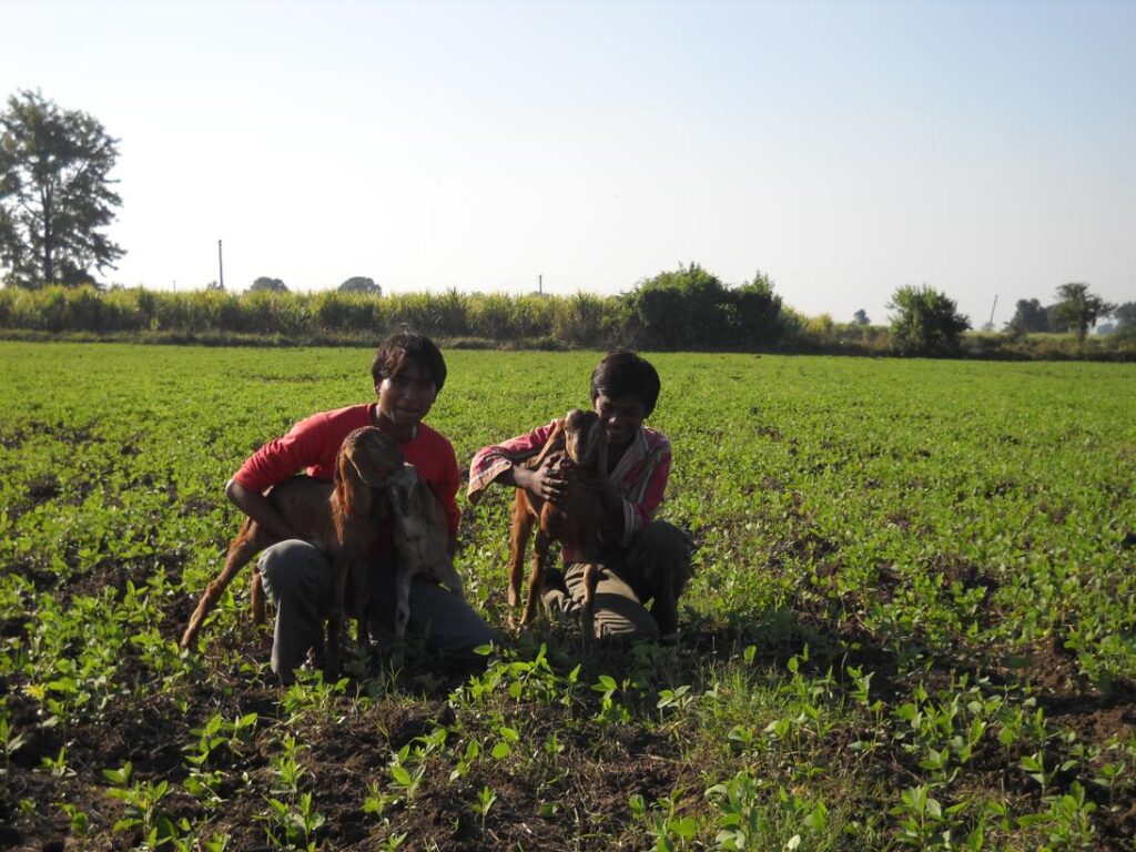 AskDushyant living life of a farmer year 2009 farm memoir 2