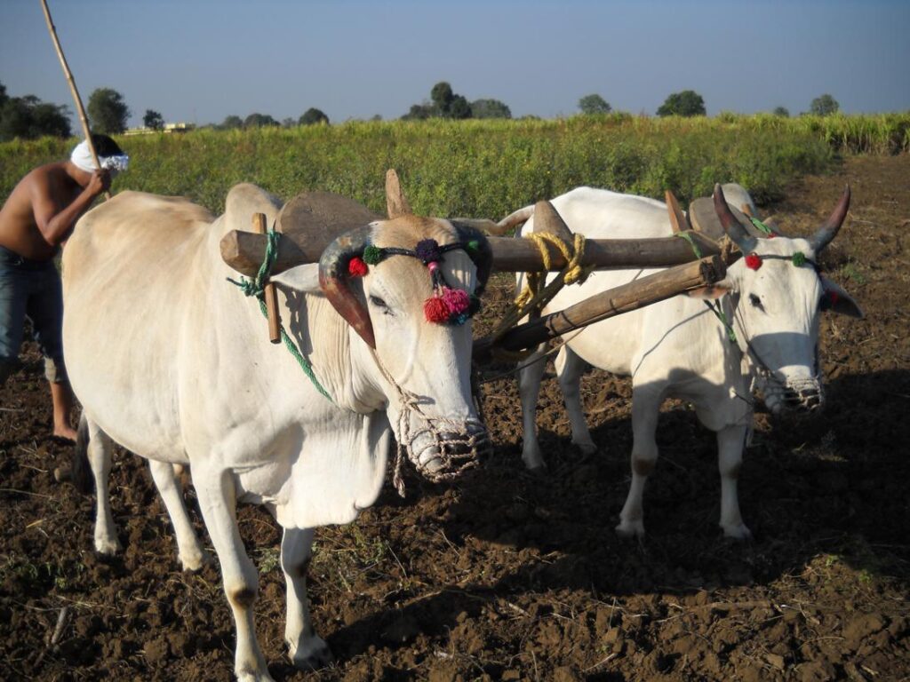 AskDushyant my cattles time for rest living life of a farmer year 2009 farm memoir