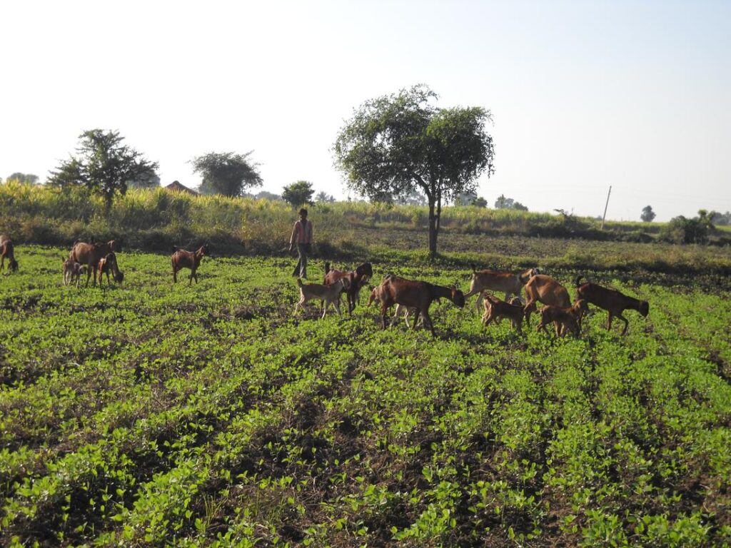 AskDushyant simple beautiful and ordinary life year 2009 farm memoir