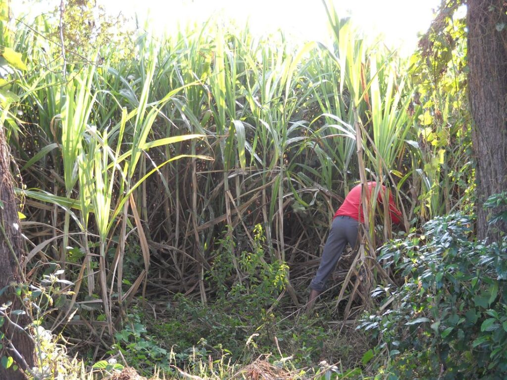 AskDushyant sugar cane time for fresh juice living life of a farmer year 2009 farm memoir