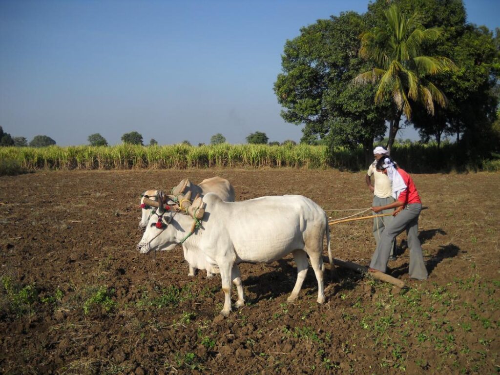 AskDushyant time to plough the cattles living life of a farmer year 2009 farm memoir